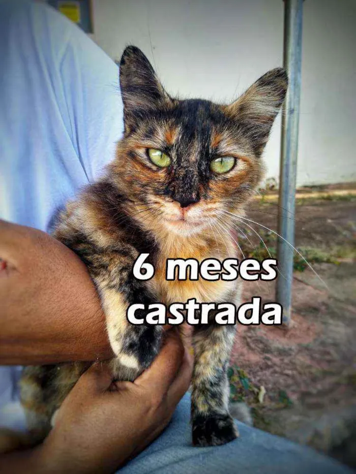 Gato ra a Sem raça definida idade 2 a 6 meses nome Sem nome