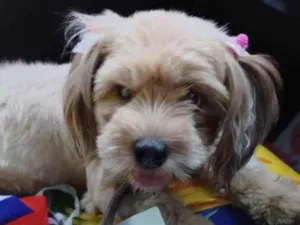 Cachorro raça Shitzu  idade 2 anos nome MEG 