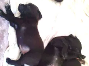 Cachorro raça Mistura idade Abaixo de 2 meses nome Filhotes