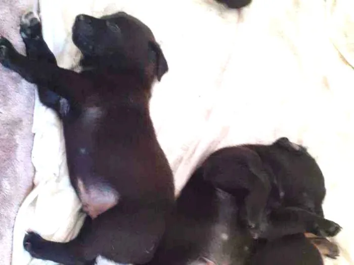 Cachorro ra a Mistura idade Abaixo de 2 meses nome Filhotes