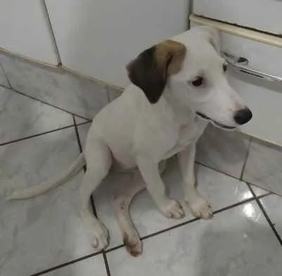 Cachorro ra a SRD idade 2 a 6 meses nome Sem nome