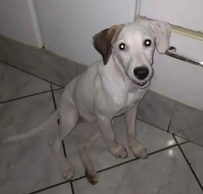 Cachorro ra a SRD idade 2 a 6 meses nome Sem nome