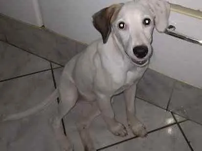 Cachorro ra a SRD idade 2 a 6 meses nome Sem nome