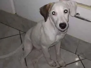 Cachorro raça SRD idade 2 a 6 meses nome Sem nome