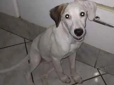 Cachorro ra a SRD idade 2 a 6 meses nome Sem nome