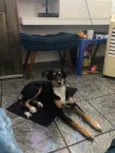 Cachorro raça Vira lata  idade 7 a 11 meses nome Assis