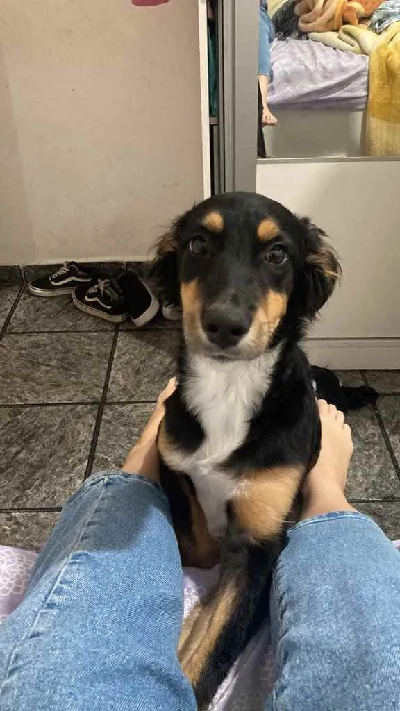 Cachorro raça Vira lata  idade 7 a 11 meses nome Assis