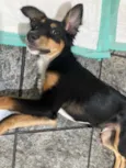 Cachorro raça Vira lata  idade 7 a 11 meses nome Assis