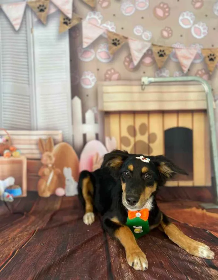 Cachorro raça Vira lata  idade 7 a 11 meses nome Assis