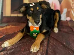 Cachorro raça Vira lata  idade 7 a 11 meses nome Assis