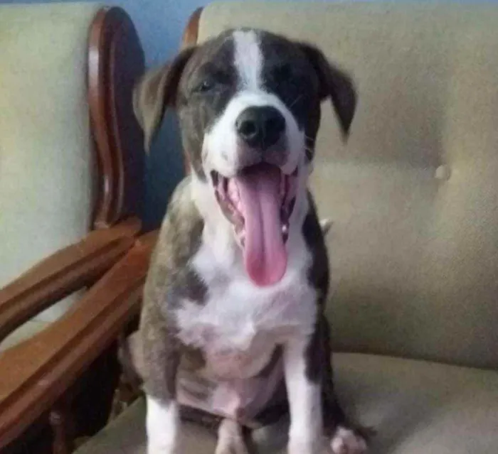 Cachorro ra a Mix Pitbull idade 2 a 6 meses nome Samuca
