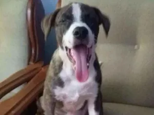 Cachorro raça Mix Pitbull idade 2 a 6 meses nome Samuca