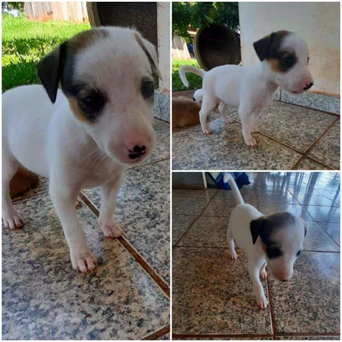 Cachorro ra a Indefinida idade Abaixo de 2 meses nome Lola 