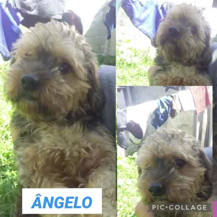 Cachorro raça poodle com SRD idade 3 anos nome Ãngelo