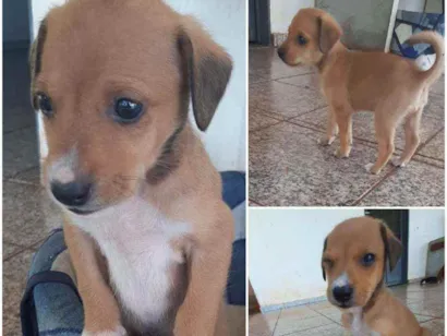 Cachorro raça Indefinida idade Abaixo de 2 meses nome Bilbo