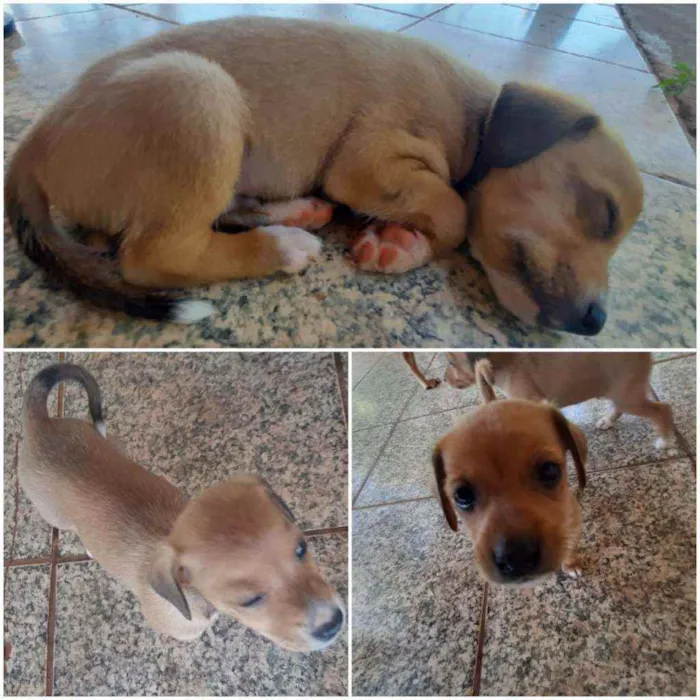 Cachorro ra a Indefinida idade Abaixo de 2 meses nome Toby