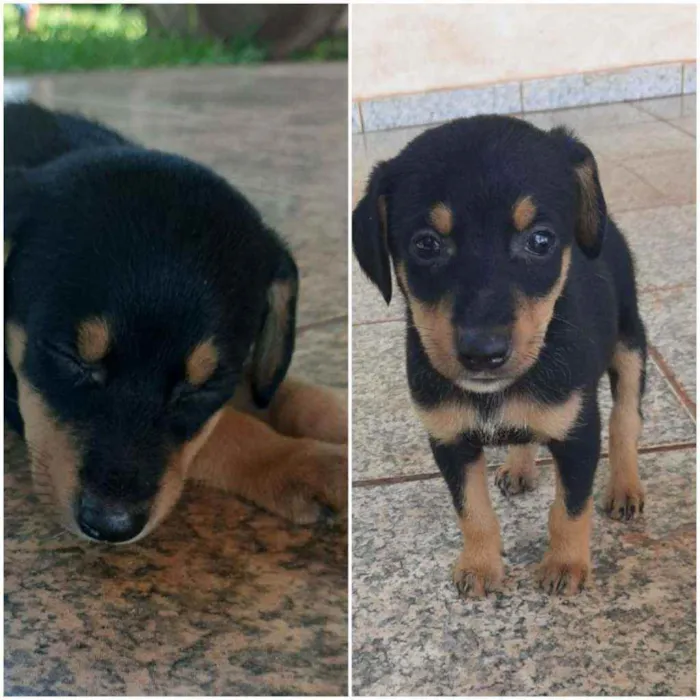 Cachorro ra a Indefinida idade Abaixo de 2 meses nome Lulu