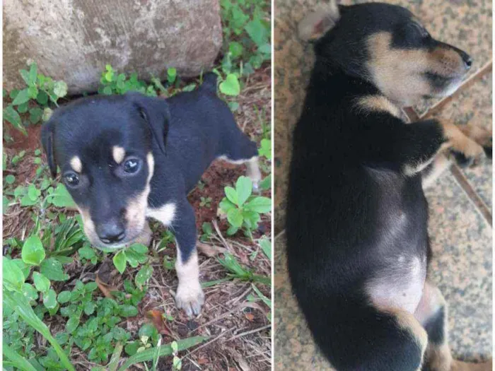 Cachorro ra a Indefinida idade Abaixo de 2 meses nome Lili