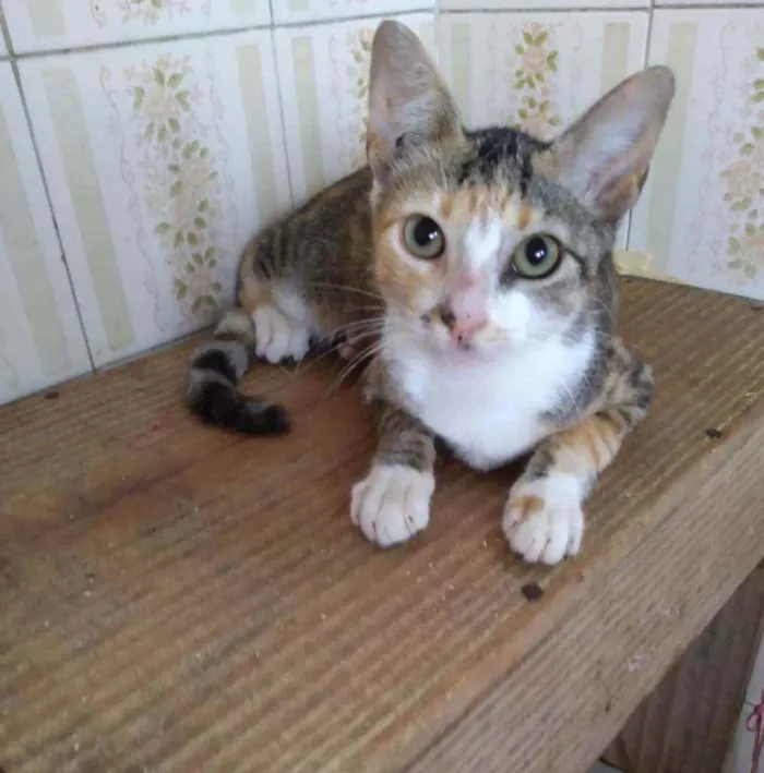Gato ra a Srd idade 2 a 6 meses nome Dalila