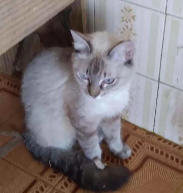 Gato ra a Mix Siamesa  idade 1 ano nome Cristal