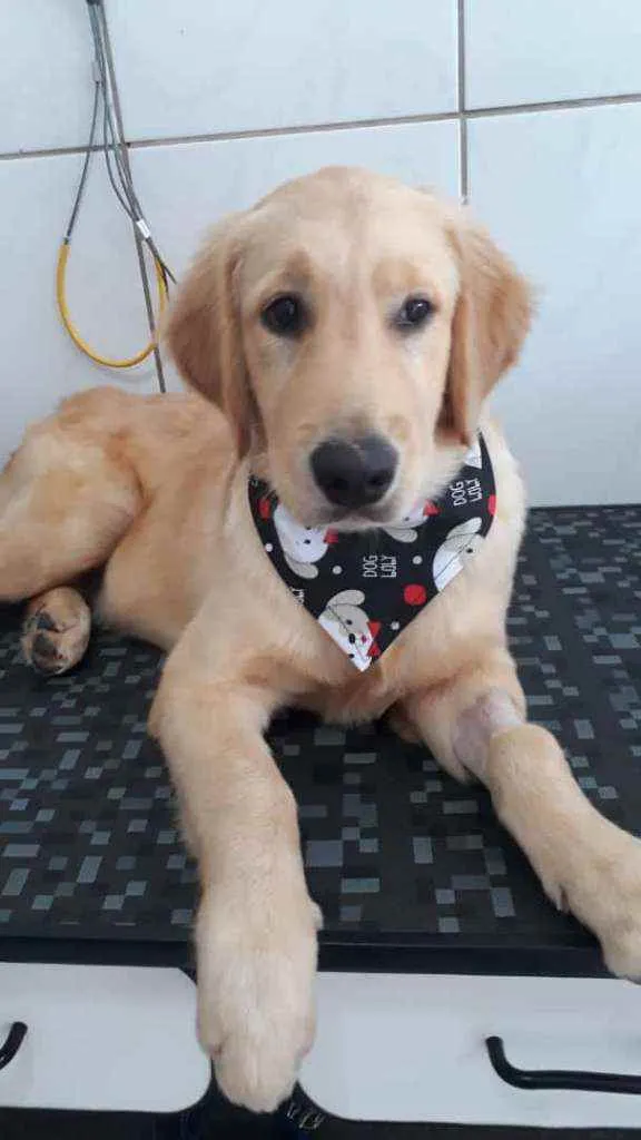 Cachorro ra a Golden Retriever idade 2 a 6 meses nome Rajah