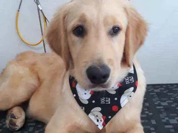 Cachorro ra a Golden Retriever idade 2 a 6 meses nome Rajah