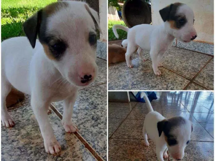 Cachorro ra a Indefinida idade Abaixo de 2 meses nome Lola 