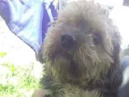 Cachorro raça poodle com SRD idade 3 anos nome Ãngelo