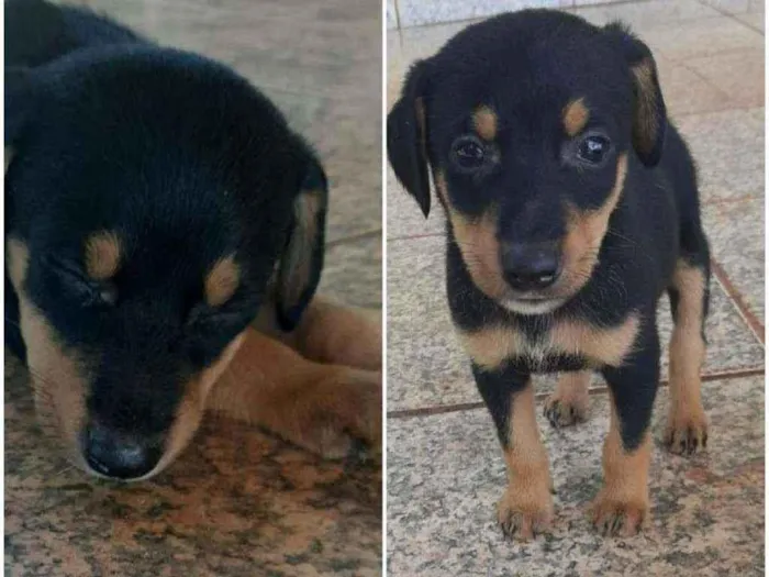 Cachorro ra a Indefinida idade Abaixo de 2 meses nome Lulu