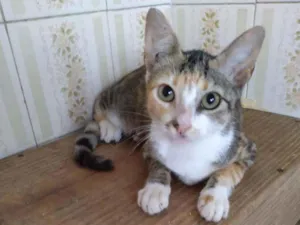 Gato raça Srd idade 2 a 6 meses nome Dalila