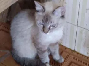 Gato raça Mix Siamesa  idade 1 ano nome Cristal