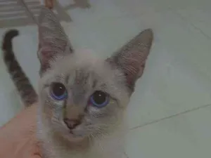 Gato raça Siames idade 2 a 6 meses nome Lilo