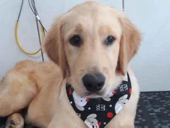 Cachorro ra a Golden Retriever idade 2 a 6 meses nome Rajah