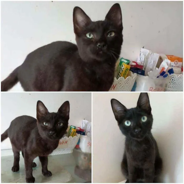 Gato ra a srd idade 2 a 6 meses nome YARA