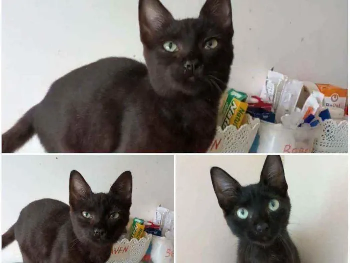 Gato ra a srd idade 2 a 6 meses nome YARA