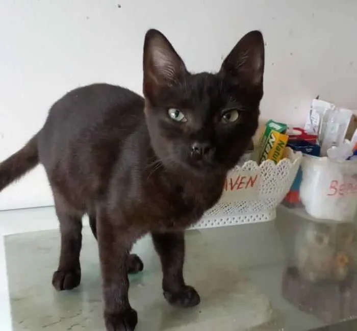 Gato ra a srd idade 2 a 6 meses nome YARA