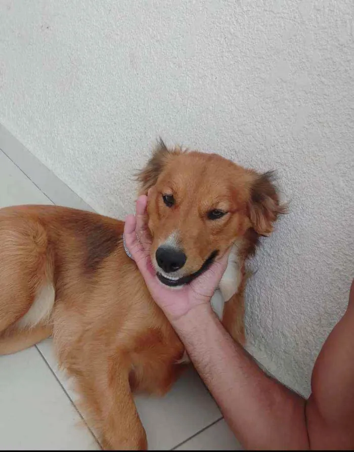 Cachorro ra a SRD idade 1 ano nome Luke