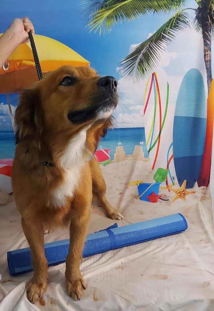 Cachorro ra a SRD idade 1 ano nome Luke