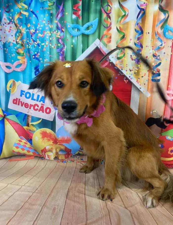 Cachorro ra a SRD idade 1 ano nome Luke