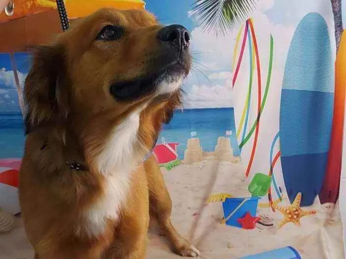 Cachorro ra a SRD idade 1 ano nome Luke