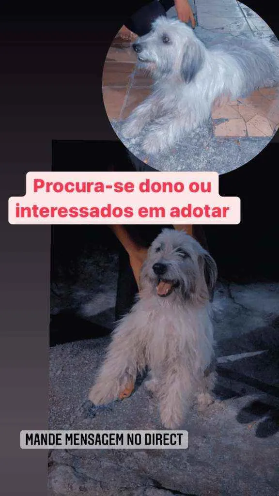 Cachorro ra a SRD idade 1 ano nome Billy