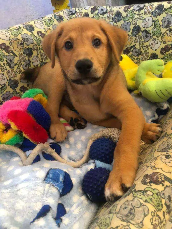 Cachorro raça Sem raça definida idade 2 a 6 meses nome Colyn