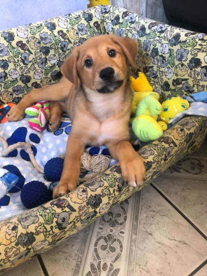 Cachorro raça Sem raça definida idade 2 a 6 meses nome Colyn