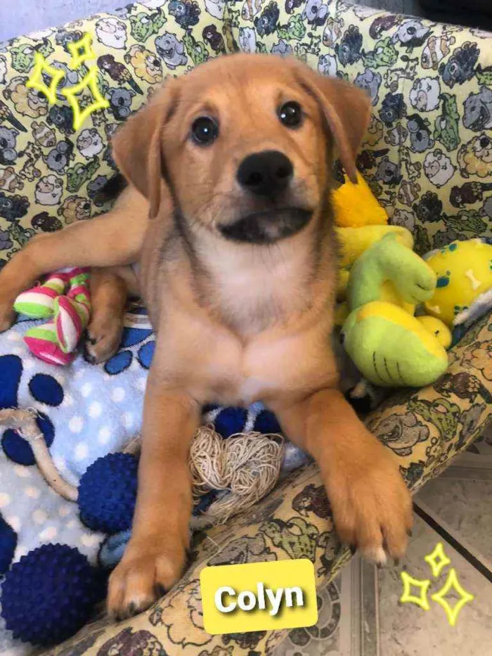 Cachorro raça Sem raça definida idade 2 a 6 meses nome Colyn