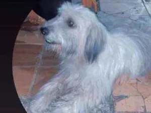 Cachorro raça SRD idade 1 ano nome Billy