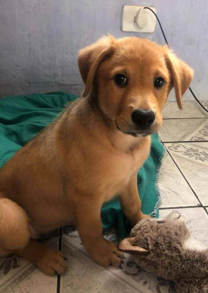 Cachorro raça Sem raça definida idade 2 a 6 meses nome Colyn