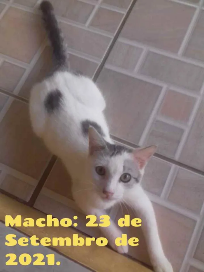 Gato ra a Vira-lata idade 2 a 6 meses nome Sem nome