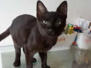 Gato raça srd idade 2 a 6 meses nome YARA