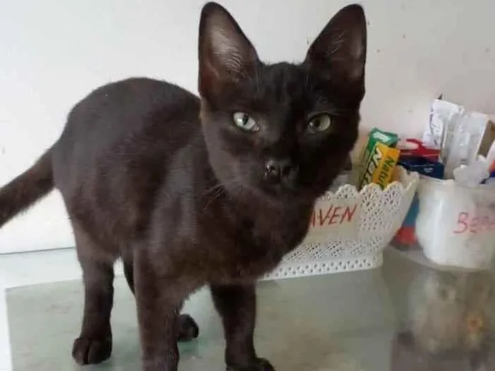 Gato ra a srd idade 2 a 6 meses nome YARA