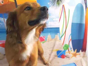 Cachorro raça SRD idade 1 ano nome Luke